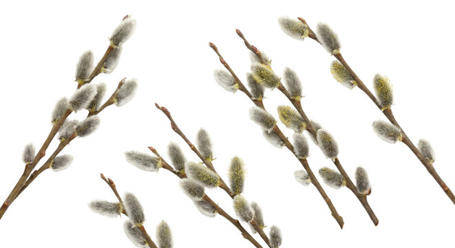 Elegant arrangement of fuzzy catkin branches on a sleek black background isolated transparent