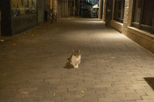 a cat sitting on the paving street at night in jerusalem