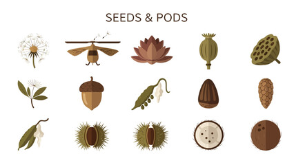 An arrangement of 15 brown and green illustrations of seeds and pods © Faisal