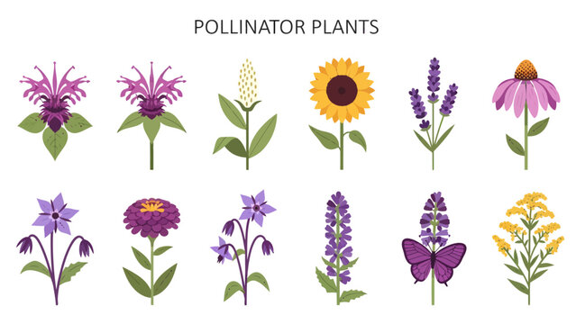 A grid of ten illustrations of various pollinator plants and one butterfly