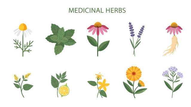 Illustration of ten different medicinal herbs with labels