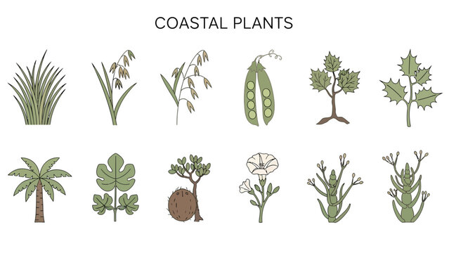Illustration of twelve different coastal plants with their names labeled below