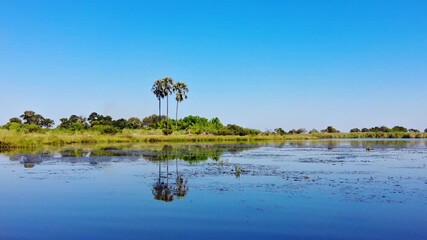 Calm waters of the Okavango Delta in Botswana reflect tall palm trees, green vegetation and blue sky, creating a tranquil wetland landscape that evokes serenity, remoteness and pristine African nature