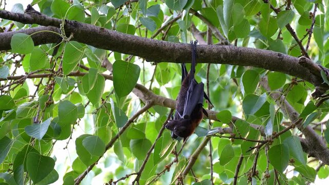 A wild Australian flying fox hanging upside down from the branch of a fruit tree amidst lush greenery, close up shot.