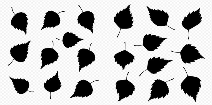 Set of black silhouettes of birch leaves isolated on a transparent background.