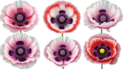Six pink and purple anemone flowers isolated on transparent background