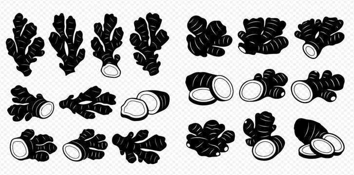 Set of black and white ginger root illustrations, whole and sliced, for culinary and medicinal use.