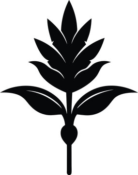 Arrowroot plant silhouette botanical herb design isolated on white background Vector illustration