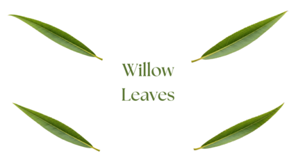 Willow Leaves PNG Set, Four Highly Detailed 4K Green Willow Tree Leaves with Long Narrow Lanceolate Shape, Fine Veins, and Natural Curvature Isolated on White Background for Botanical Design