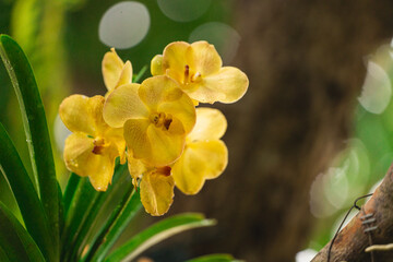 Vibrant Yellow Orchid Flowers with Lush Green Leaves and Soft Bokeh Background in a Natural Setting