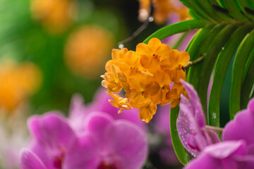 Fototapeta premium Bright orange orchid blooming among vibrant pink flowers with lush green leaves, showcasing the beauty of tropical botanicals in soft focus background