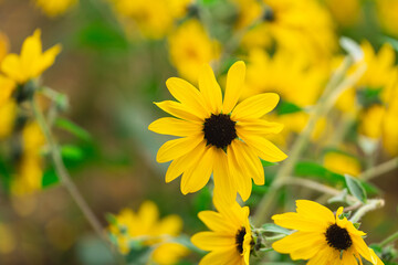 Bright Yellow Flowers in Bloom with Soft Green Background Highlighting Beauty and Detail of Nature's Palette in a Summer Garden Scene