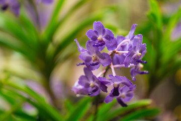 Beautiful Close-Up of Delicate Purple Orchid Flowers with Lush Green Leaves in Nature's Vibrant Colors Capturing Serenity and Elegance