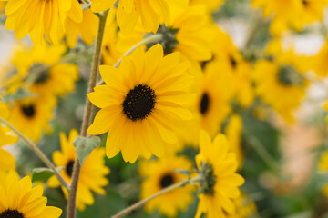 Vibrant Sunflowers with Bright Yellow Petals and Dark Centers in a Lush Green Field Under Soft Natural Light