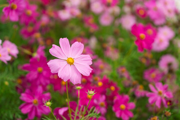 Vibrant Pink Cosmos Flowers in Full Bloom Surrounded by Colorful Petals and Lush Green Foliage Creating a Picturesque Floral Landscape