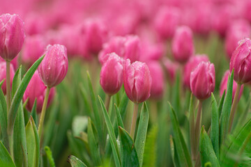 Vibrant Pink Tulips in Bloom with Dew Drops Brightening a Floral Paradise in a Garden