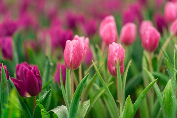 Vibrant Pink and Purple Tulips Blooming in an Expansive Garden with Dew Drops Reflecting Natural Beauty and Freshness of Spring Season