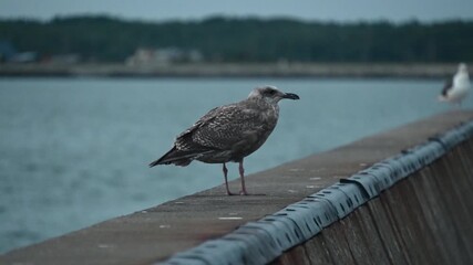 母をよぶカモメの幼鳥　北海道　日本
