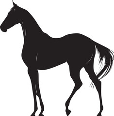 Obraz premium Akhal-Teke Horse Vector Silhouette Black Isolated on White Background