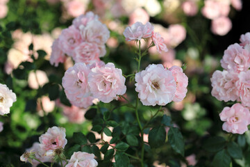 Close up of delicate pink rose flower blooming in garden
