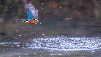 水から飛び出すカワセミ