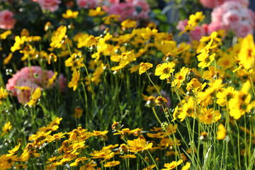 Obraz premium Yellow coreopsis flowers blooming in vibrant garden