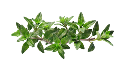 Fresh green thyme herb on transparent background.