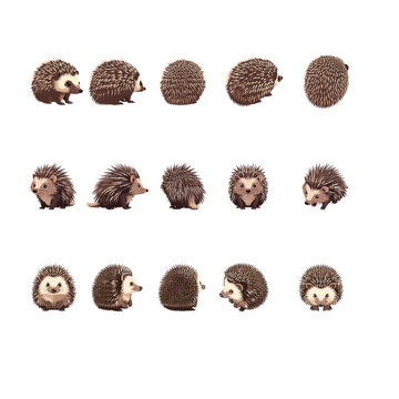 Porcupine Vector Illustration Set with Multiple Views and Poses