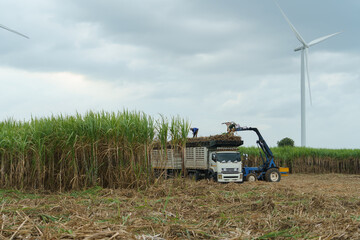 The sugarcane plantation owners are analyzing and discussing how to harvest the sugarcane in their fields.
