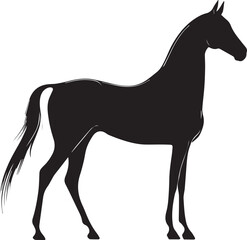Obraz premium Akhal-Teke Horse Vector Silhouette Black Isolated on White Background