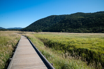 大分県　タデ原湿原のススキ