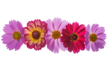 Vibrant daisy bouquet