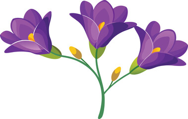 Three vibrant purple freesia flowers with yellow centers and buds