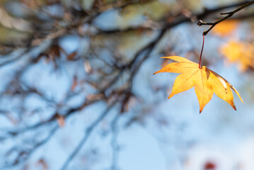 美しい黄葉　晩秋の公園の風景