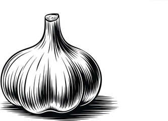 Black and white sketch of a single raw garlic bulb with shading on a white background suitable for culinary design.