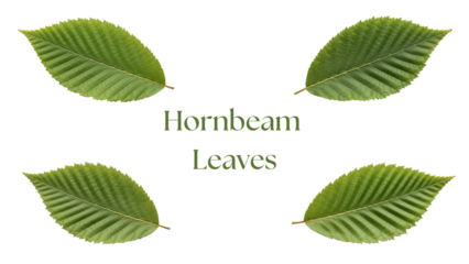 Hornbeam Leaves PNG Set, Four Highly Detailed 4K Green Hornbeam Tree Leaves with Elongated Shape, Double Serrated Edges, and Strong Parallel Veins Isolated on White Background for Botanical Design