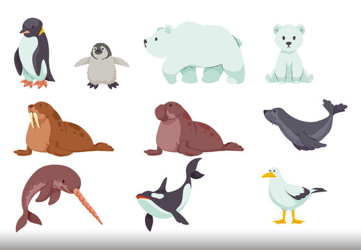 Colorful Arctic Animals Illustration Design Set