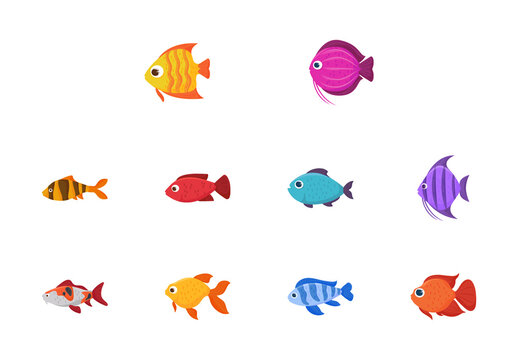 Colorful Fish Animals Illustration Set