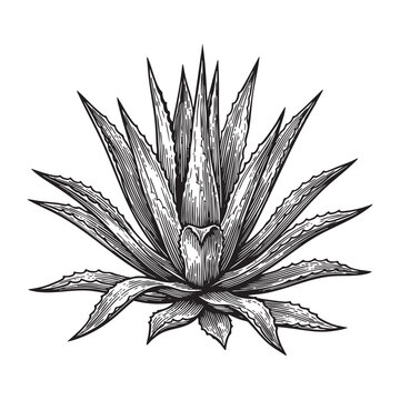 Agave Succulent Plant Engraving