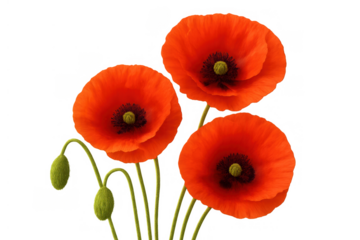 Red poppy flowers with green stems and buds blooming, representing peace, memory, and remembrance