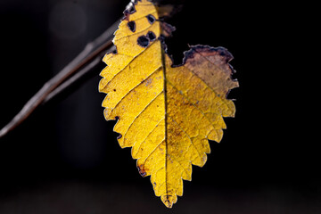 yellow leaf on black background