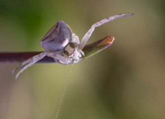 spider on a leaf