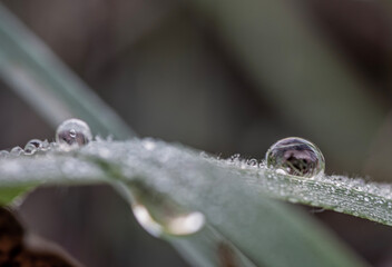 dew on the grass