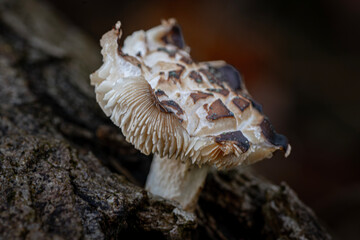 close up of a mushroom