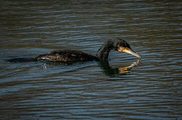great crested grebe