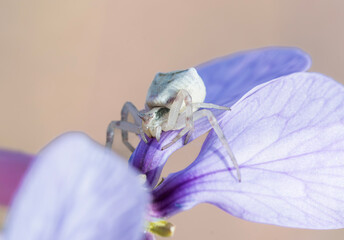 little girl with a flower