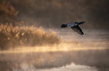 helicopter in flight