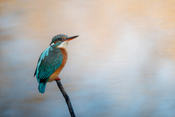 lilac breasted roller