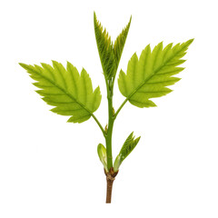 Green leaves and stem of a young plant isolated on transparent background
