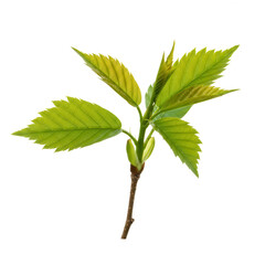 Young plant with green leaves isolated on transparent background